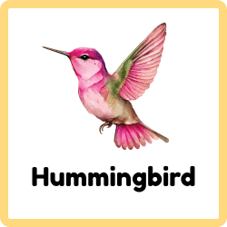Hummingbird