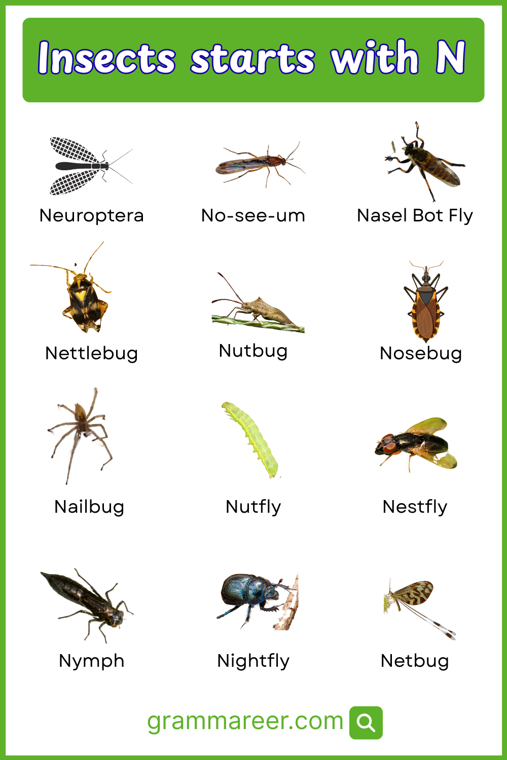 N insects examples – No-See-Ums, Net-Winged Beetle, Nabid Bug