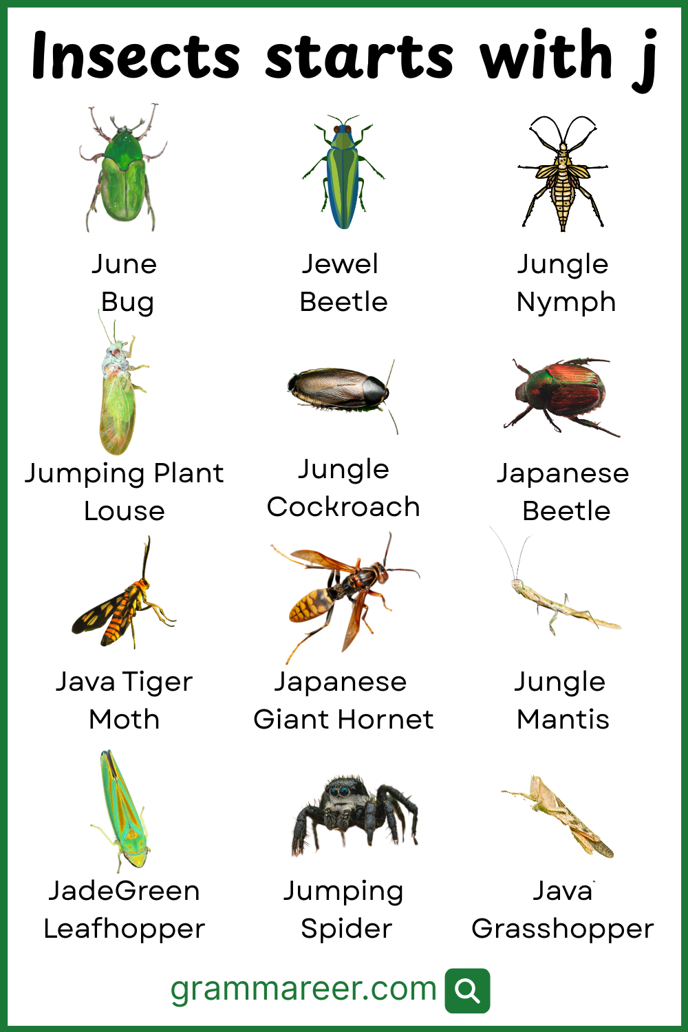 20 Insects that Start with J in English with Pictures