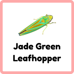 Jade Green Leafhopper