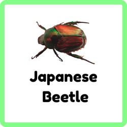 Japanese Beetle | insects that start with J