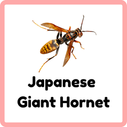 Japanese Giant Hornet