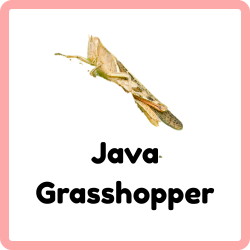 Java Grasshopper