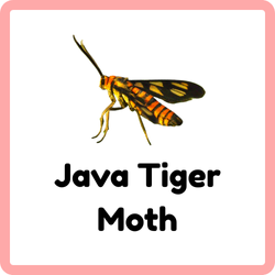 Java Tiger Moth