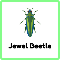 Jewel Beetle