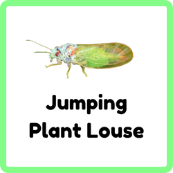 Jumping Plant Louse | insects that start with J