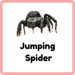 Jumping Spider