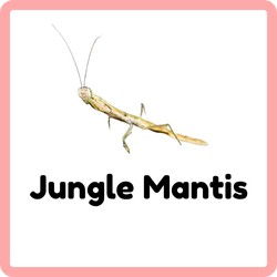Jungle Mantis