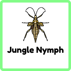 Jungle Nymph