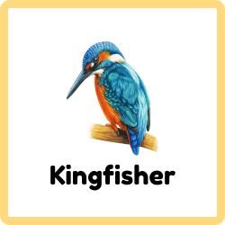 Kingfisher – Types of Birds Names