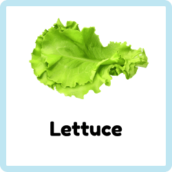 Lettuce