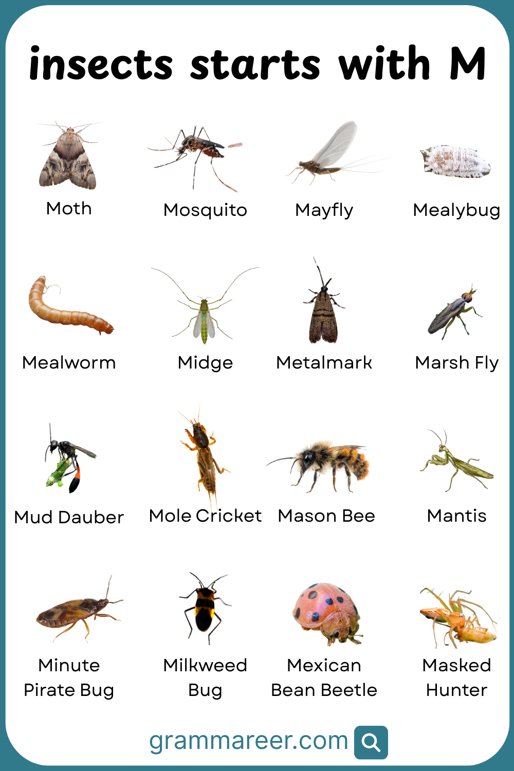 List of Insects That Start with M Letter