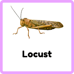 Locust