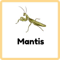 Mantis | Insects that Start with M