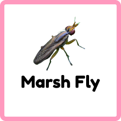 Marsh Fly | Insects that Start with M