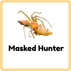 Masked Hunter | Insects that Start with M