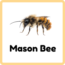 Mason Bee | Insects that Start with M