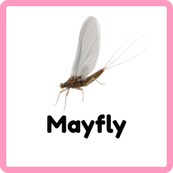 Mayfly