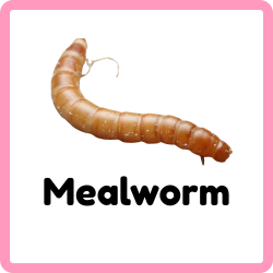 Mealworm
