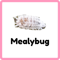 Mealybug