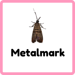Metalmark