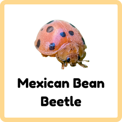 Mexican Bean Beetle