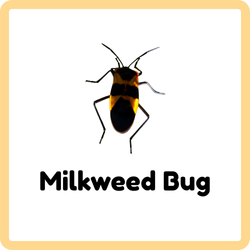 Milkweed Bug