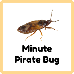 Minute Pirate Bug