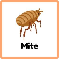 Mite