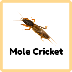 Mole Cricket