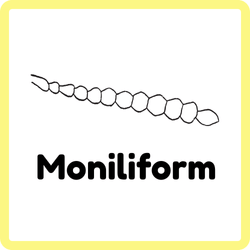 Moniliform