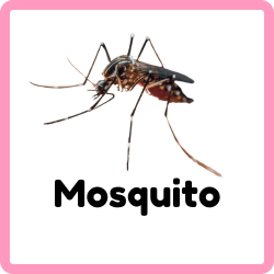 Mosquito | Insects that Start with M