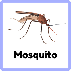 Mosquito night Bug