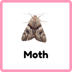 Moth | Insects that Start with M