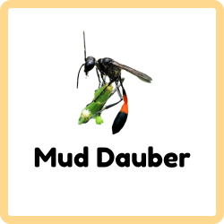 Mud Dauber | Insects that Start with M
