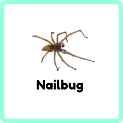 Nailbug