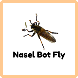 Nasel Bot Fly