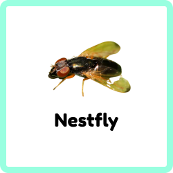 Nestfly | Insects that Start with N