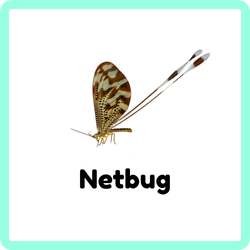 Netbug