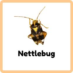 Nettlebug | Insects that Start with N