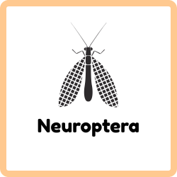 Neuroptera | Insects that Start with N