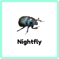 Nightfly