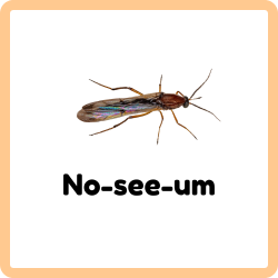 No-see-um | Insects that Start with N