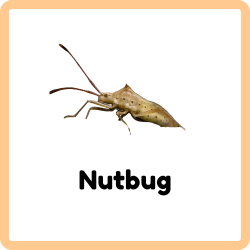 Nutbug