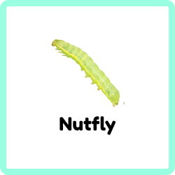 Nutfly | Insects that Start with N