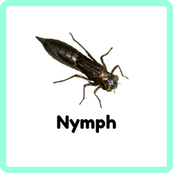 Nymph | Insects that Start with N