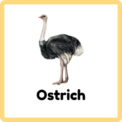 Ostrich
