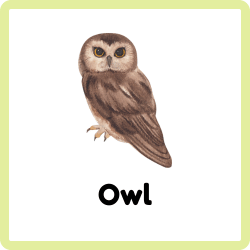 Owl