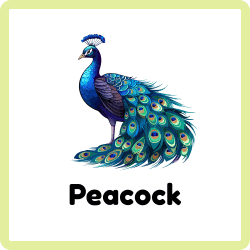 Peacock – Types of Birds Names