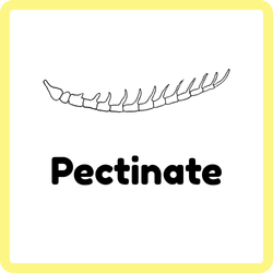 Pectinate | Types of Insect Antennae
